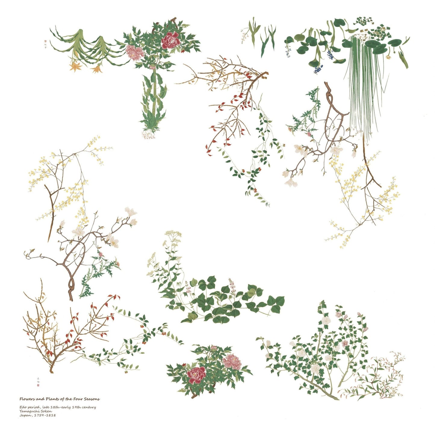 Silk Scarf: Flowers and Plants Scarves CHRISTINE ALCALAY